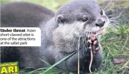  ??  ?? Under threat Asian short-clawed otter is one of the attraction­s at the safari park