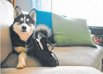  ?? DESIREE ANSTEY ?? Our pets can be cute, but they can also get into more than a little mischief. This toddler, far right, catches her dog chewing a shoe on the sofa.