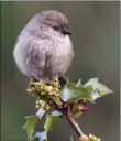  ?? PHOTO BY MICK THOMPSON ?? Bushtits are among our smallest birds and weigh about as much as a nickel.