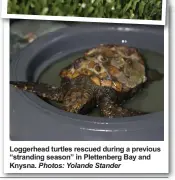  ?? Photos: Yolande Stander ?? Loggerhead turtles rescued during a previous “stranding season” in Plettenber­g Bay and Knysna.