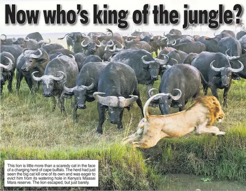  ??  ?? This lion is little more than a scaredy cat in the face of a charging herd of cape buffalo. The herd had just seen the big cat kill one of its own and was eager to evict him from its watering hole in Kenya’s Maasai Mara reserve. The lion escaped, but...