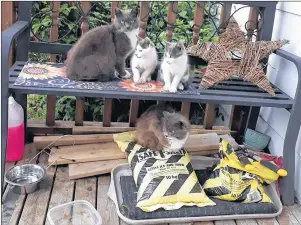  ?? SUBMITTED PHOTO ?? These are a few of the feral cats that live on Fulton Avenue in Westmount. Three of these cats have now died and a woman said they showed signs of being poisoned.
