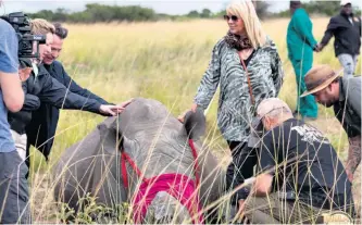  ?? ?? The GPS collars were fitted on the rhinos by Dr Trevor Viljoen from Mtubatuba Veterinary Clinic