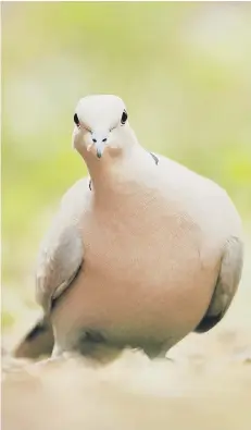  ??  ?? Collared doves, above, and pigeons, below, are prone to flying into windows – but it’s nottheir fault