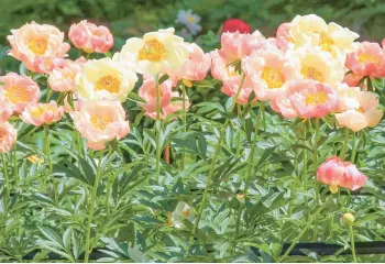  ?? PEONY’S ENVY ?? When you buy bare-root peonies in the fall, take a chance on yellow or coral hybrids. Your garden will thank you.