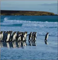  ?? GETTY IMAGES ?? King penguins march to the sea at Volunteer Point on the east coast of East Falkland Island.