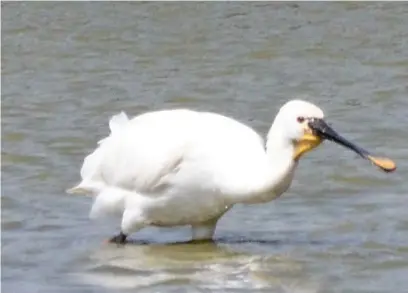  ??  ?? A spoonbill photograph­ed at the WWT Llanelli Wetlands Centre