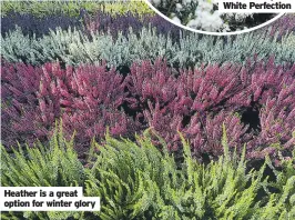  ?? ?? Heather is a great option for winter glory