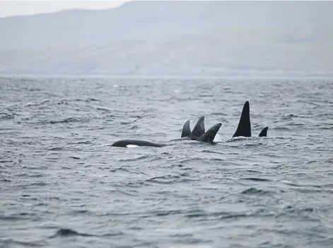  ??  ?? SIGHTING: The nine whales photograph­ed when they first appeared in Scottish waters off Vatersay in 2018.