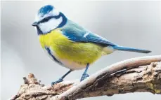  ?? FOTO: DPA ?? Auch Blaumeisen verirren sich zurzeit seltener in Ortschafte­n.