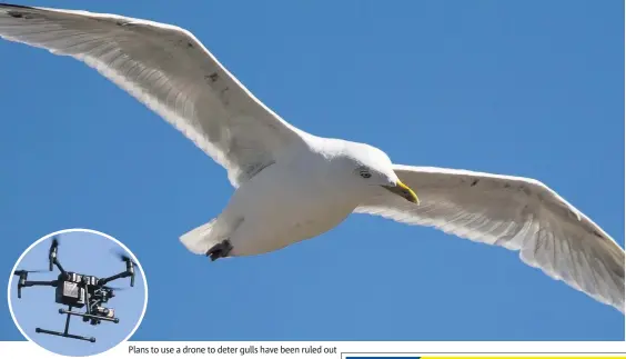  ??  ?? Plans to use a drone to deter gulls have been ruled out