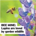  ??  ?? BEE MINE: Lupins are loved by garden wildlife