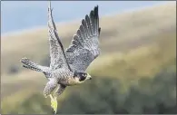  ??  ?? MAJESTIC: Birds of prey such as this peregrine falcon are being killed across North Yorkshire, often in ways that cause great suffering.