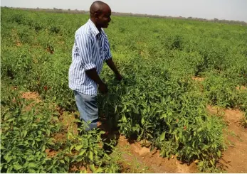  ??  ?? Farm supervisor, Themba Gunja, shows off the 20-hectares of paprika