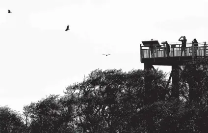  ??  ?? Visitors at the Aransas National Wildlife Refuge look for birds from the wildlife tower. The whooping crane population was decimated in the 20th century when its numbers dropped to about 15 in the 1940s. Today, there are more than 500.