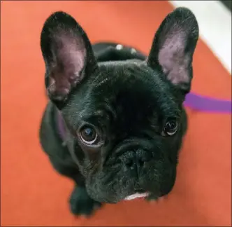  ?? The Associated Press ?? Pua, a five-month old French bulldog, poses for photograph­ers.