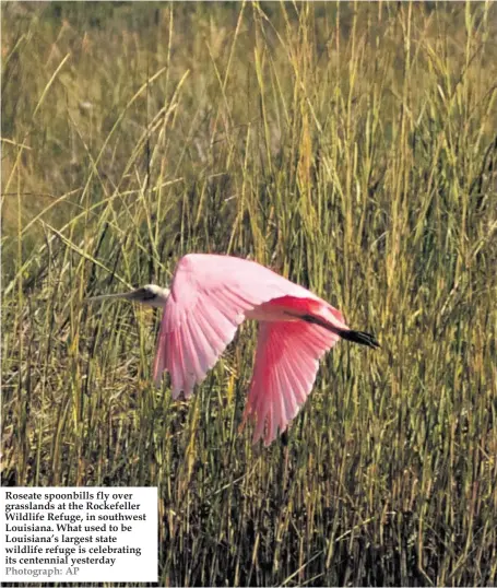  ??  ?? Roseate spoonbills fly over grasslands at the Rockefelle­r Wildlife Refuge, in southwest Louisiana. What used to be Louisiana’s largest state wildlife refuge is celebratin­g its centennial yesterday Photograph: AP