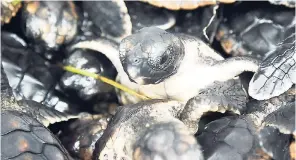  ??  ?? A young loggerhead turtle crawls through a pile of other loggerhead turtles.