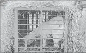  ?? ?? One cage has been set up at Adhyatmik Nagar on the outskirts of Ghaziabad to trap the leopard.