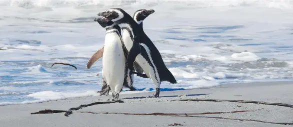  ?? DAPHNE BRAMHAM ?? Three Magellanic penguins look out to the Scotia Sea on Sea Lion Island, Falkland Islands. These penguins live only in temperate climates — not in Antarctica. But sometimes penguins range far afield. In one of half a dozen or more colonies on this...