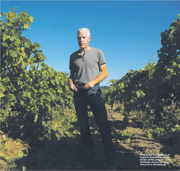  ?? Photos by Erik Castro / Special to The Chronicle ?? Winemaker Ted Seghesio of Seghesio Family Vineyards checks on the progress of his Zinfandel clusters at Chen’s Vineyard in Healdsburg.