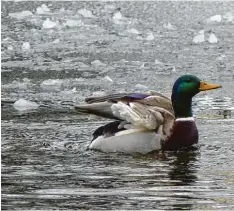  ?? Foto: Wunibald Wörle ?? Mitten rein ins Eiswasser des Seminarwei­hers in Sankt Ottilien (Landkreis Lands berg) wagt sich dieser Erpel. Mutig!