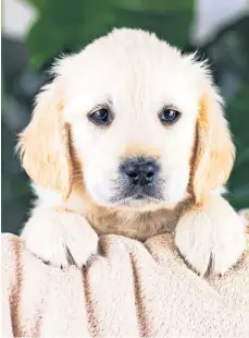  ?? ?? Great paw-tential Guide dog puppies go on to make big changes to people’s lives