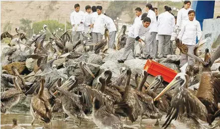  ??  ?? Hungry birds Chefs and restaurant owners feeding fish to pelicans in an effort to save them from starvation at a pier in Chorrillos, Peru. Scientists studying the mass deaths of thousands of pelicans on Peru’s northern beaches said they believed that...