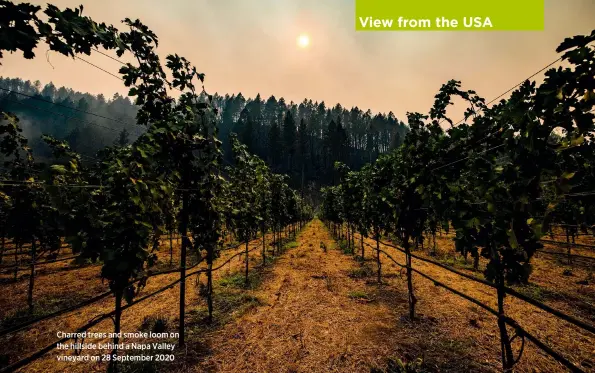  ??  ?? Charred trees and smoke loom on the hillside behind a Napa Valley vineyard on 28 September 2020