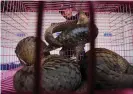  ?? Photograph: Chaiwat Subprasom/Reuters ?? A customs officer gives water to pangolins before a news conference in Bangkok, Thailand, in September 2011 after officers stopped a truck carrying 97 pangolins en route to be sold in China.