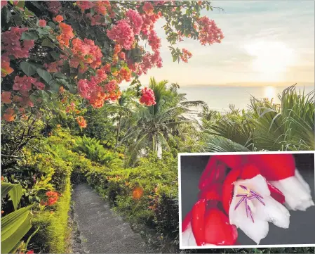  ?? Pictures: FIJIDUDE.COM ?? Lake Tagimaucia, located on the island of Taveuni in Fiji. Inset: The Tagimaucia flower.