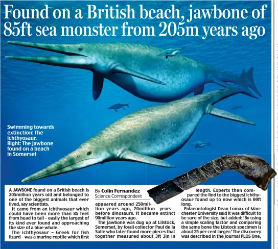  ??  ?? Swimming towards extinction: The ichthyosau­r. Right: The jawbone found on a beach in Somerset