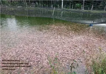 ??  ?? KOLAM ikan yang dilindungi jaring gelap bagi memastikan benih ikan tidak terlalu panas.