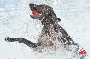  ??  ?? Pepper, a 1-year-old German Shorthaire­d Pointer owned by Meaghan and Michael Vogt, splashes excitedly in the water.