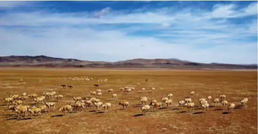  ??  ?? 西藏阿里羌塘草原上的­藏羚羊
