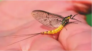  ??  ?? The mayfly is a food source for many species and its arrival is highly anticipate­d by Rods across the UK