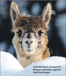  ?? ?? Camelid farms are part of Kintyre and Islay’s agricultur­al landscape.