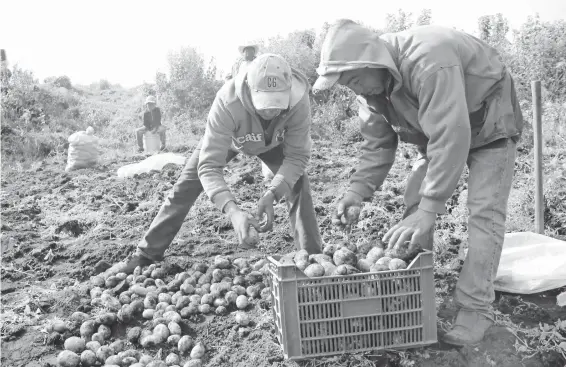  ?? /ARCHIVO: EL SOL DE TLAXCALA ?? En San José Villarreal, Terrenate, la gente cultiva especies poco explotadas, como la papa