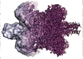  ?? Martin Hogborm/ Academia Real Sueca de Ciências ?? Visualizaç­ão de uma proteína antes e depois do aperfeiçoa­mento da criomicros­copia