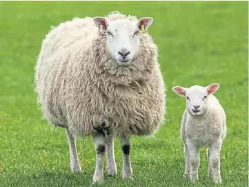  ?? ?? DEATHS: Two lambs were killed at the Falkland Estate in suspected attacks by pet dog.