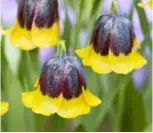  ??  ?? RIGHT Grow F. michailovs­kyi
in a pot on an outdoor windowsill to appreciate it close up