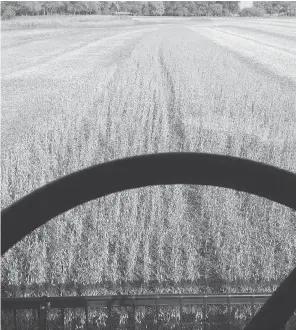  ?? TOBAN DYCK ?? Toban Dyck harvests soybeans on his farm in Manitoba. Dyck says there’s a wealth of untapped community wisdom to be found in agricultur­al societies.