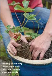  ??  ?? Growing strawberry plants in pots will help deter hungry slugs and snails