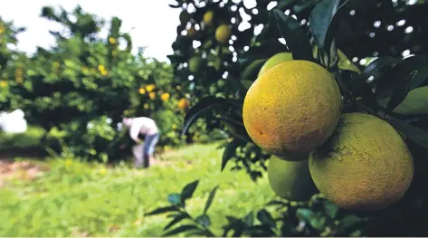  ?? Marcos Zanutto ?? A laranja é a principal fruta produzida no Estado, ocupando 40% da área de fruticultu­ra, 54% da produção e 29% do VBP