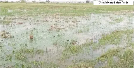 Weather jitters, labour shortage threaten Regions Two, Six rice and ...