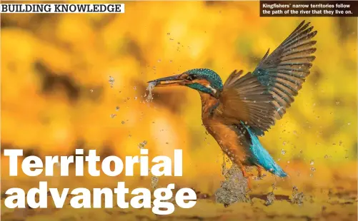  ?? ?? Kingfisher­s’ narrow territorie­s follow the path of the river that they live on.