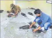  ?? AFP ?? Veterinari­ans treat sick black kites at the Bengal Safari veterinary hospital in Siliguri on Saturday.