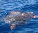  ?? (Photos DR) ?? Une tortue caouanne, qui semblerait être une femelle, a été observée dans la baie d’Agay vendredi dernier.