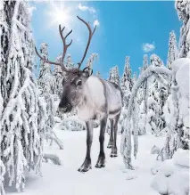  ?? ?? ● A reindeer in snowy Lapland