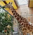  ?? Foto: Peter Fastl ?? Der Augsburger Zoo empfängt bereits seit Längerem wieder Besucher. Die Tierhäuser blieben aber geschlosse­n. Das ändert sich nun.